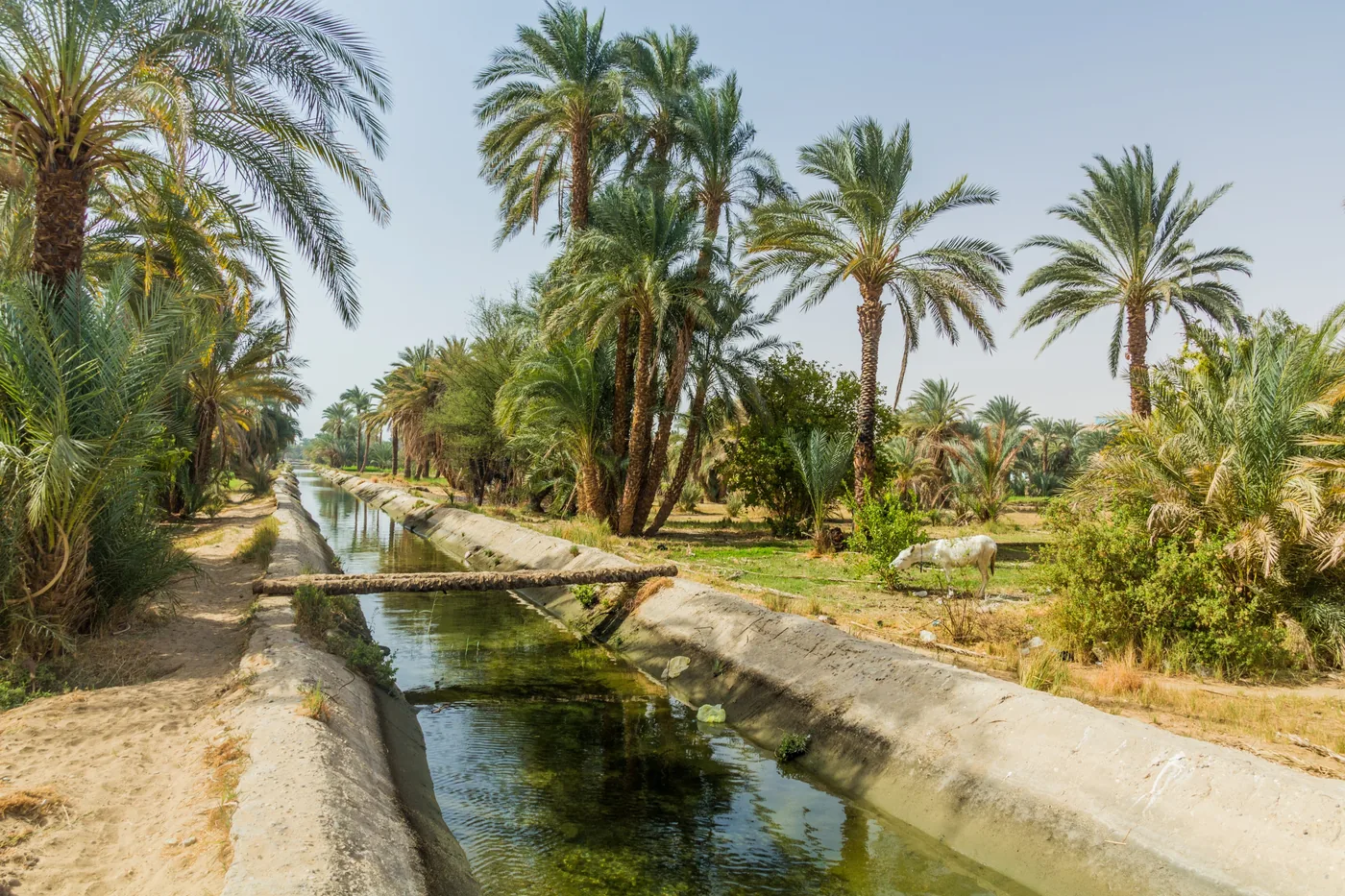 Dadelpalmen langs een irrigatiekanaal in het Midden-Oosten, waar het verhaal van de familie begint
